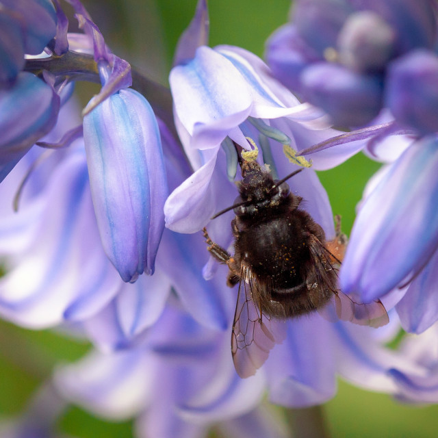 "Hairy-footed Flower Bee - Anthophora plumipes" by Bobb Strongman - £20.00 "Hairy-footed Flower Bee - Anthophora plumipes" stock image