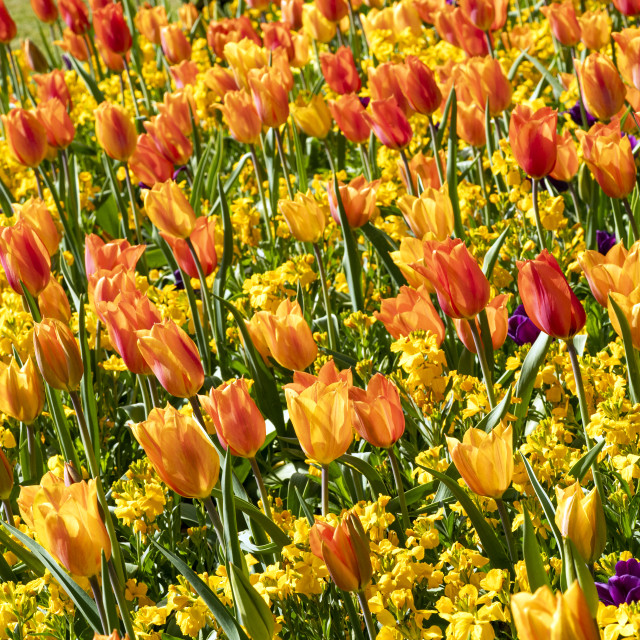 Bright tulip and wallflower display - License, download or print for £7 ...