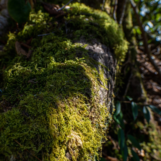 "sunlit moss growing on the exposed roots of a tree" by Justin Mueller - £10.00 "sunlit moss growing on the exposed roots of a tree" stock image