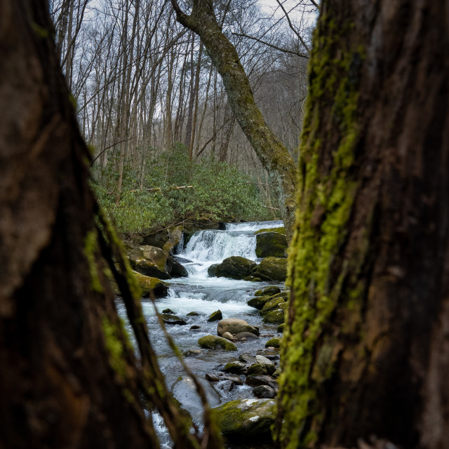 "lynn prong cascades through the branches of a mossy tree" by Justin Mueller - £10.00 "lynn prong cascades through the branches of a mossy tree" stock image