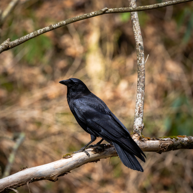 "blackbird on a branch in the forest" by Justin Mueller - £10.00 "blackbird on a branch in the forest" stock image