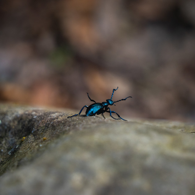 "little blue-black beetle climbing down a rock" by Justin Mueller - £10.00 "little blue-black beetle climbing down a rock" stock image