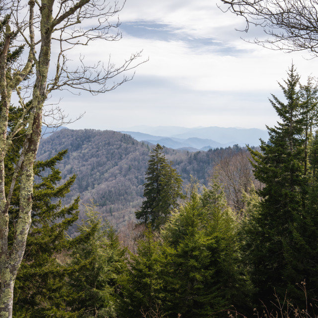 "sunlit mossy tree with a cloudy mountain valley behind" by Justin Mueller - £10.00 "sunlit mossy tree with a cloudy mountain valley behind" stock image