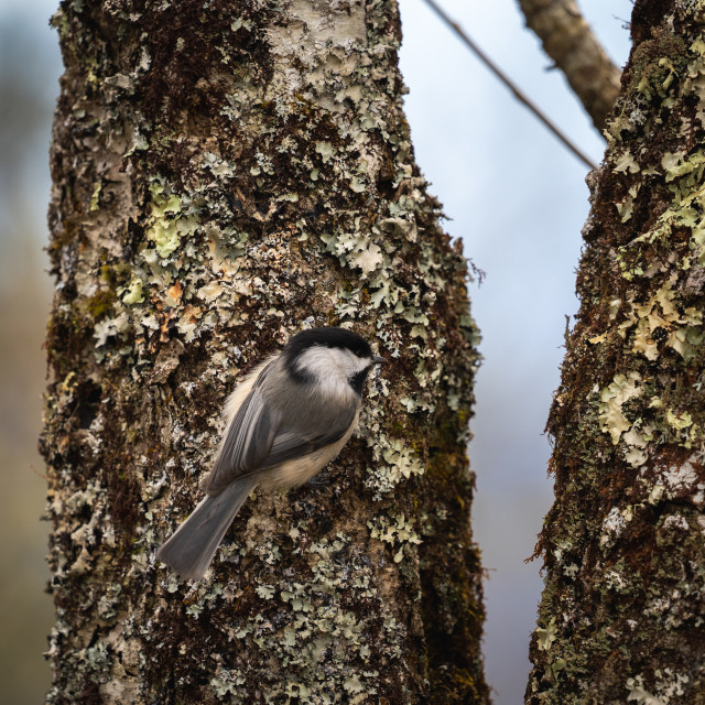 "black-capped chickadee on a mossy tree" by Justin Mueller - £10.00 "black-capped chickadee on a mossy tree" stock image
