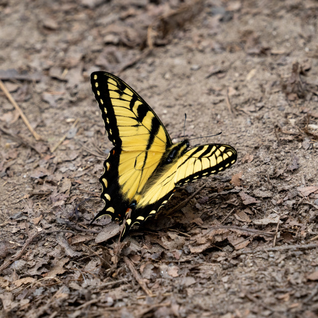 "butterfly on dirt path in the forest" by Justin Mueller - £10.00 "butterfly on dirt path in the forest" stock image