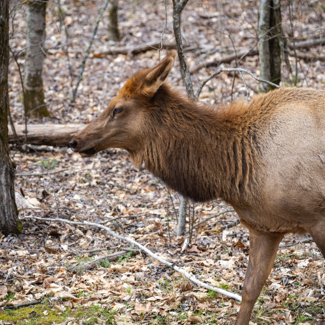 "closeup of a cow manitoban elk in the woods" by Justin Mueller - £10.00 "closeup of a cow manitoban elk in the woods" stock image