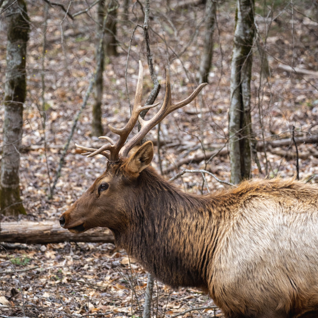 "closeup of a bull manitoban elk in the woods" by Justin Mueller - £10.00 "closeup of a bull manitoban elk in the woods" stock image