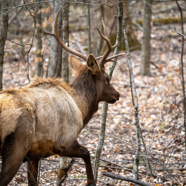 "bull elk walking back into the woods" by Justin Mueller - £10.00 "bull elk walking back into the woods" stock image