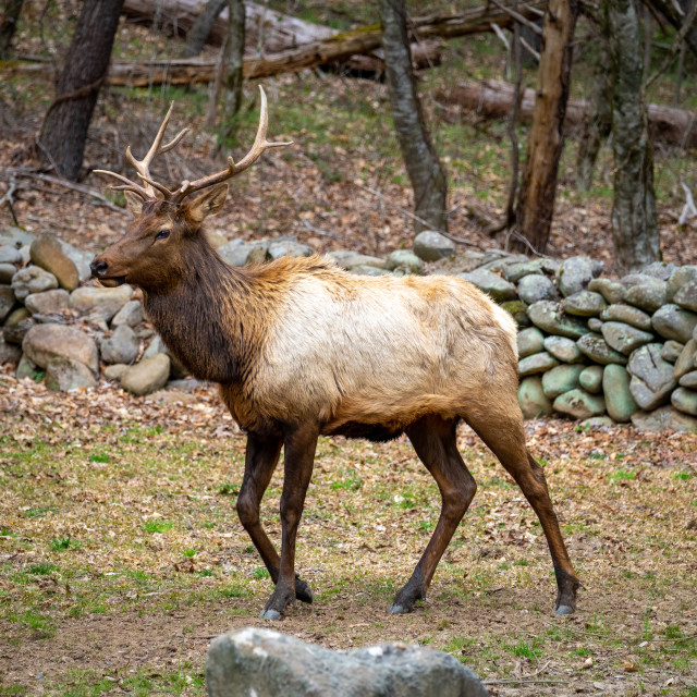 "close up of a bull manitoban elk in front of an old rock wall in" by Justin Mueller - £10.00 "close up of a bull manitoban elk in front of an old rock wall in" stock image