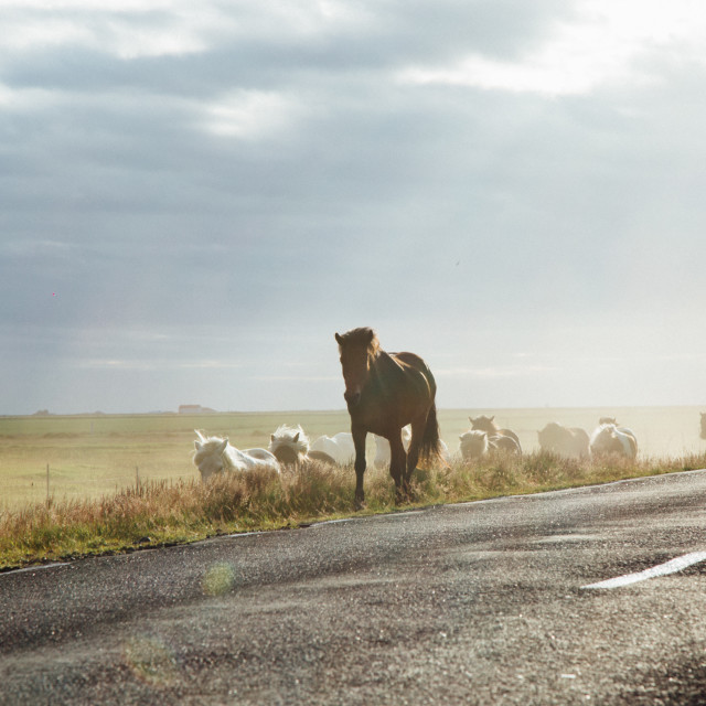 "Wild horses iceland" stock image