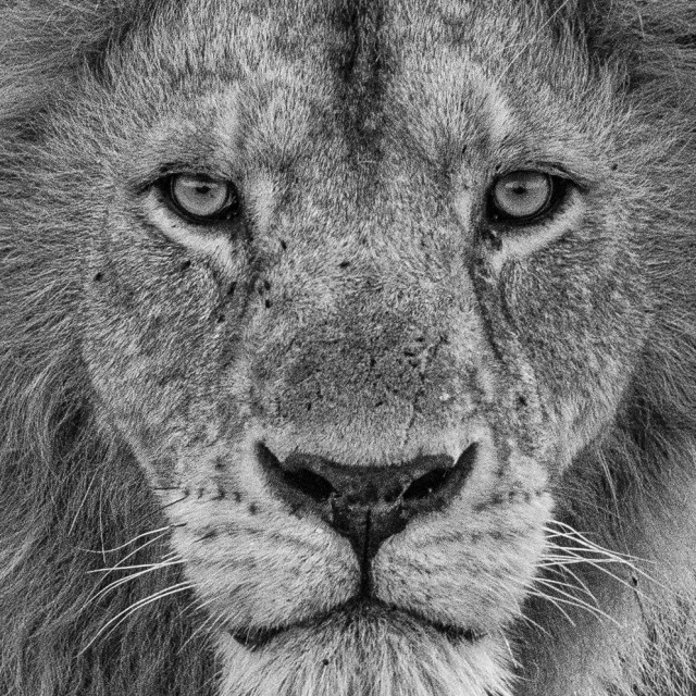 "Ugandan king" by Anibal Bueno - $12.20 "Ugandan king" stock image