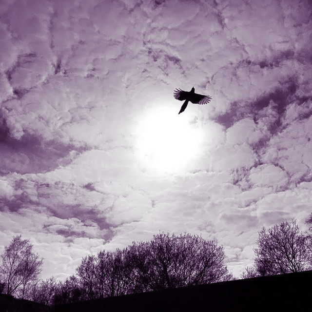 "'Silhouette Bird in Winter Sky'" stock image