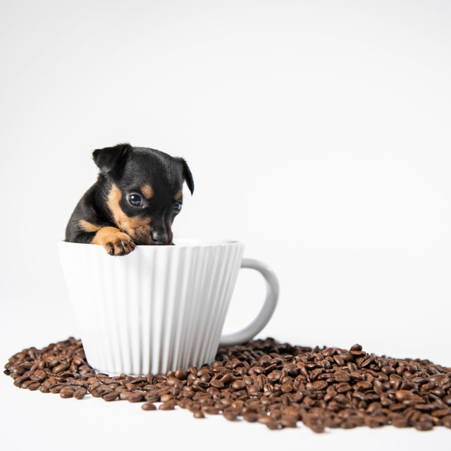 "Tiny Puppy in cup with coffee beans" stock image