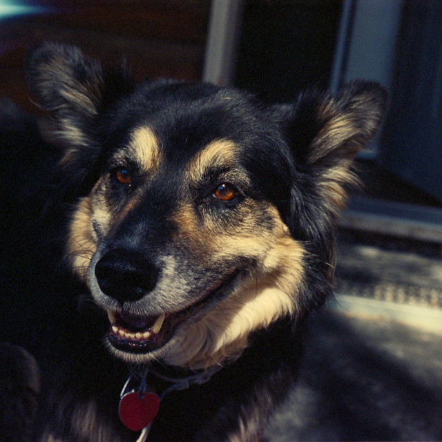 "ellie" by Zachary I Peabody - £10.00 "ellie" stock image