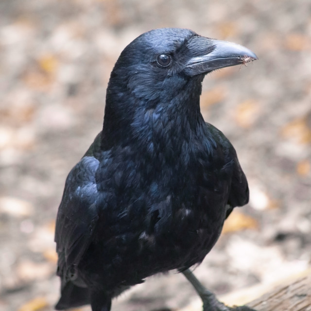 "A carrion crow (Corvus corone) with a centipede in its beak." by Bobb Strongman - £20.00 "A carrion crow (Corvus corone) with a centipede in its beak." stock image