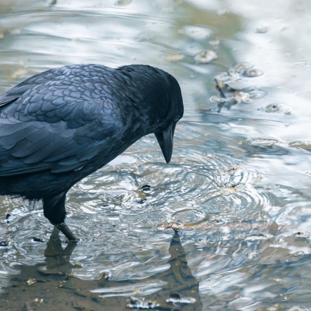 "A carrion crow (Corvus corone) in Water" by Bobb Strongman - £20.00 "A carrion crow (Corvus corone) in Water" stock image