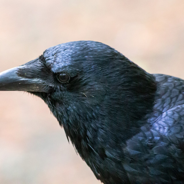 "A carrion crow (Corvus corone) Close Up" by Bobb Strongman - £20.00 "A carrion crow (Corvus corone) Close Up" stock image