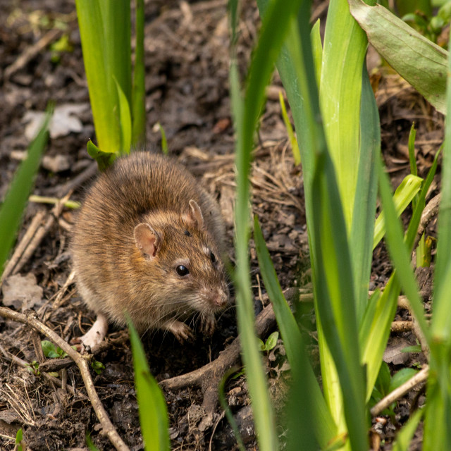 "Brown Rat (Rattus norvegicus)" by Bobb Strongman - £20.00 "Brown Rat (Rattus norvegicus)" stock image