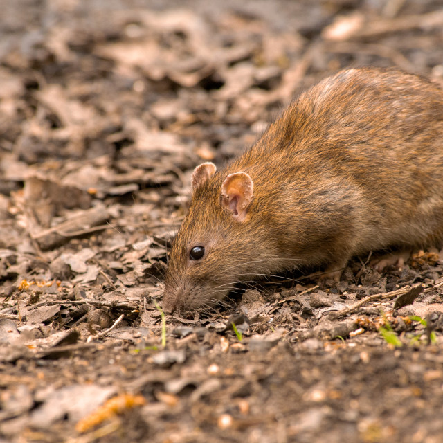 "Brown Rat (Rattus norvegicus)" by Bobb Strongman - £20.00 "Brown Rat (Rattus norvegicus)" stock image