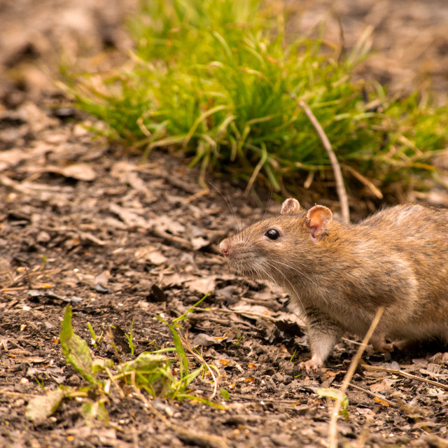 "Brown Rat (Rattus norvegicus)" by Bobb Strongman - £20.00 "Brown Rat (Rattus norvegicus)" stock image