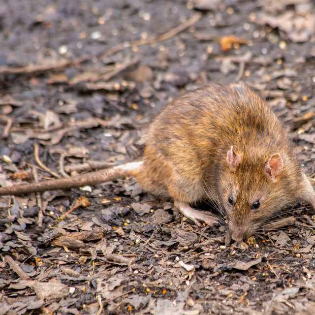 "Brown Rat (Rattus norvegicus)" by Bobb Strongman - £20.00 "Brown Rat (Rattus norvegicus)" stock image