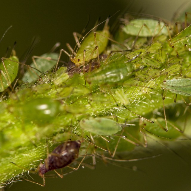 "Aphids / Greenfly / Blackfly" by Bobb Strongman - £20.00 "Aphids / Greenfly / Blackfly" stock image