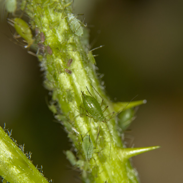 "Aphids / Greenfly / Blackfly" by Bobb Strongman - £20.00 "Aphids / Greenfly / Blackfly" stock image