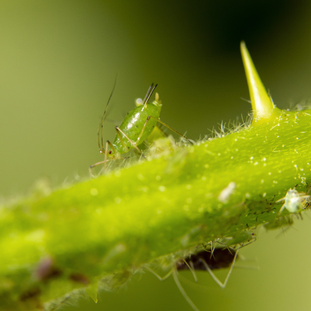 "Aphid / Greenfly / Blackfly" by Bobb Strongman - £20.00 "Aphid / Greenfly / Blackfly" stock image