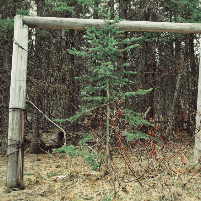 "Forest portal" by MLLL Photography - $15.21 "Forest portal" stock image