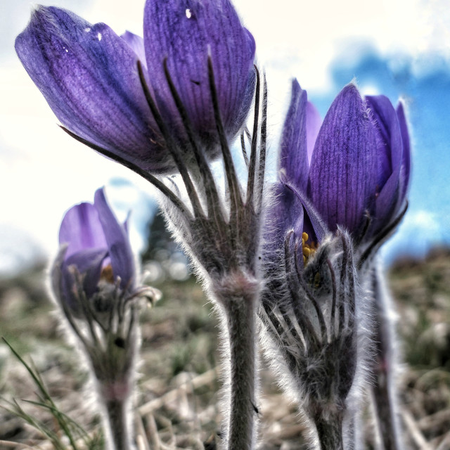 "Flowers purple" by MLLL Photography - $15.21 "Flowers purple" stock image