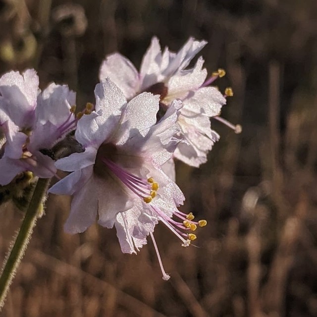 "Prairie morning burst" by MLLL Photography - $15.21 "Prairie morning burst" stock image