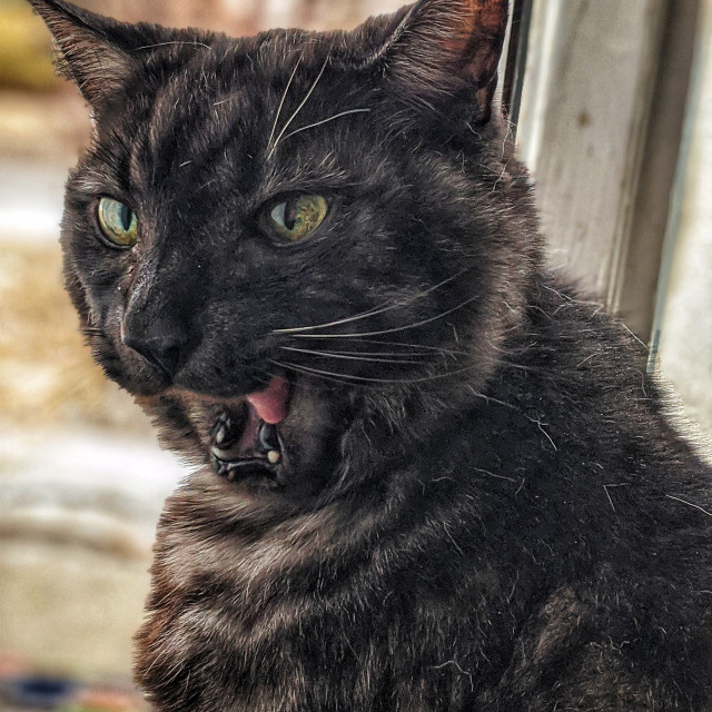 "Some chops on this old cat" by MLLL Photography - $6.34 "Some chops on this old cat" stock image