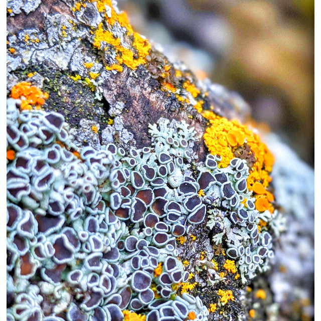 "Glorious field rock" by MLLL Photography - $15.21 "Glorious field rock" stock image