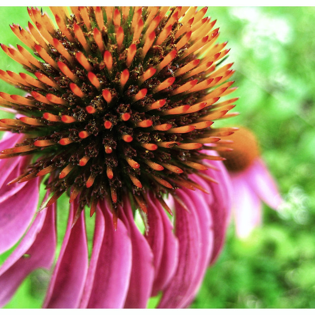 "Echinacea" by MLLL Photography - $8.87 "Echinacea" stock image