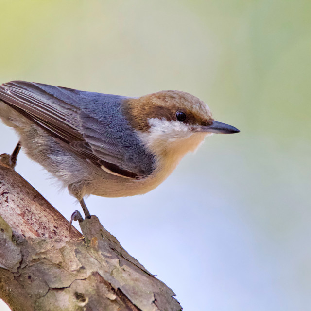 "Brown-headed Nuthatch" stock image