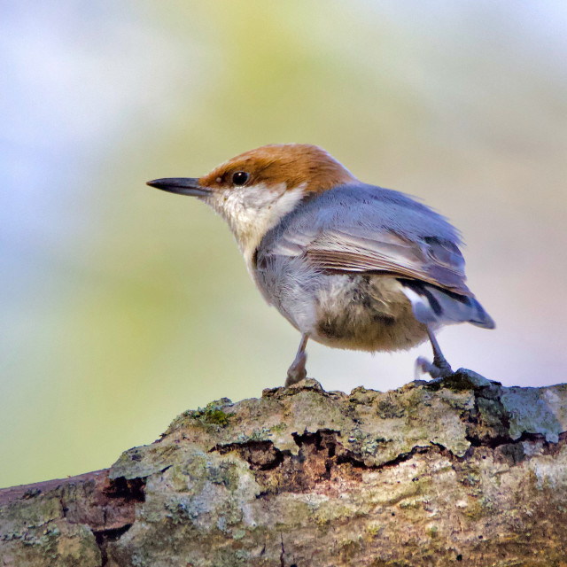 "Cute Brown Nuthatch" stock image