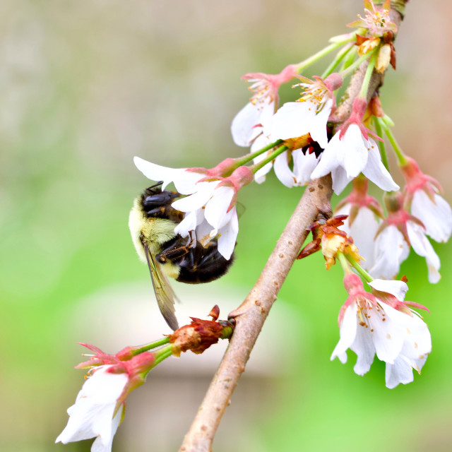 "Carpenter Bee Pollinating" stock image