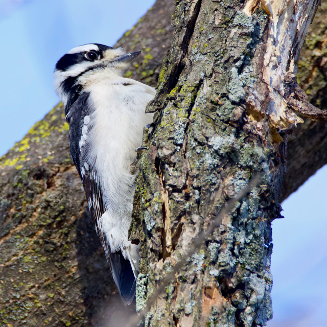 "Downy Woodpecker" stock image