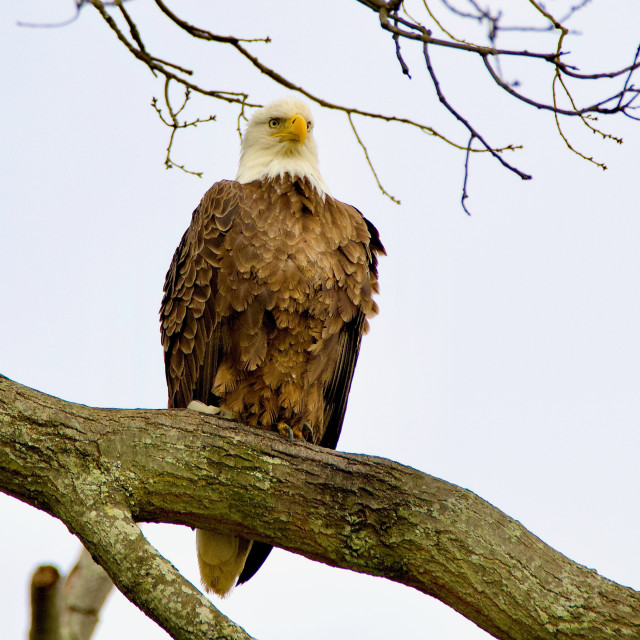 "Thoughtful Bald Eagle" stock image