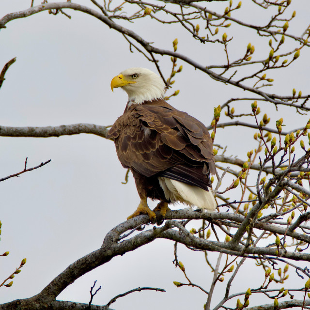 "Bald Eagle at the Refuge" stock image