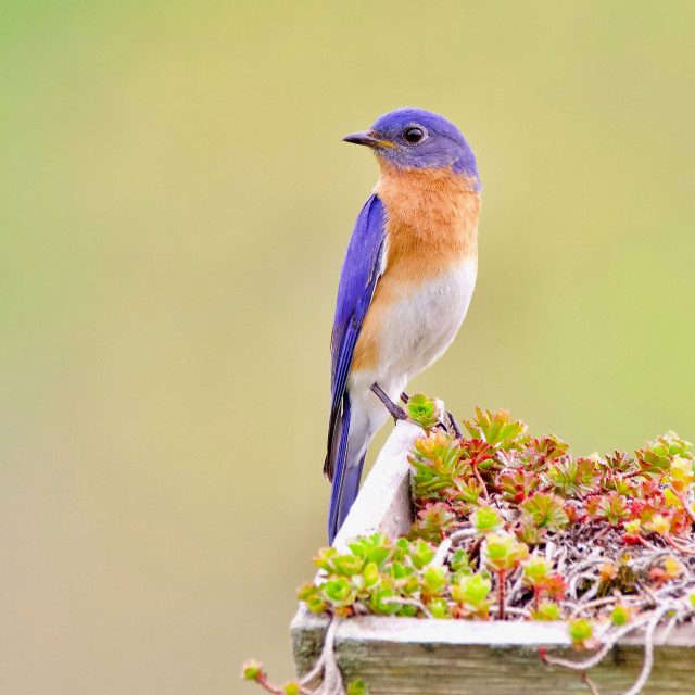 "Eastern Bluebird" stock image