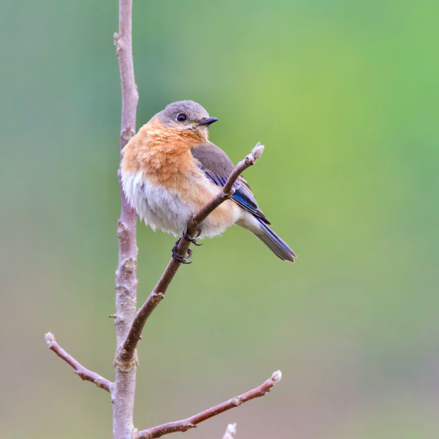 "Female Bluebird" stock image