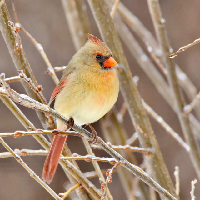 "Northern Cardinal" stock image