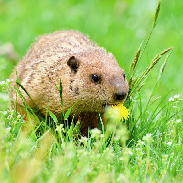 "Groundhog Day" stock image