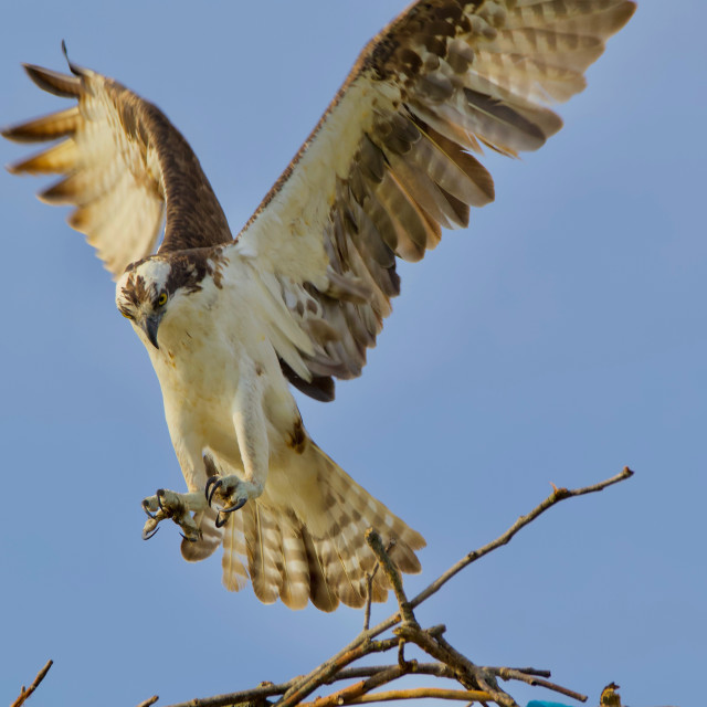 "Osprey" stock image