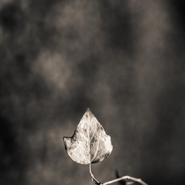 "Leaf" stock image