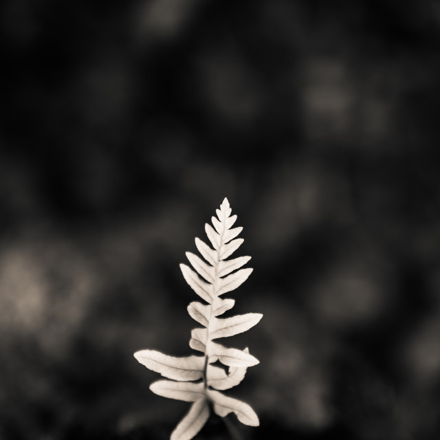 "Little Fern Thing" stock image