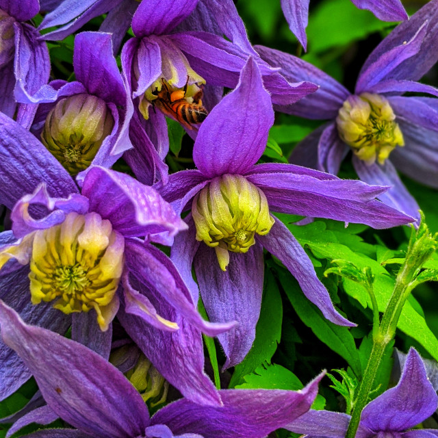 "Alpine Clematis with bee" by MLLL Photography - $15.21 "Alpine Clematis with bee" stock image