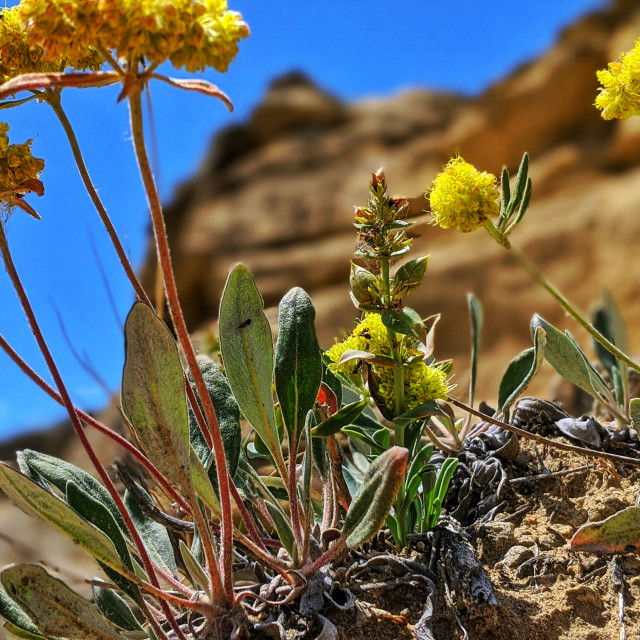 "Sulfur-buckwheat in the hoodoos" by MLLL Photography - $6.34 "Sulfur-buckwheat in the hoodoos" stock image