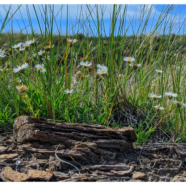 "Shaggy fleabane on the prairie" by MLLL Photography - $15.21 "Shaggy fleabane on the prairie" stock image